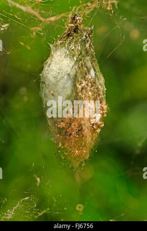 La seta spider, eremita spider (Nephilengys spec.), bozzolo di seta di ragno, Nuova Caledonia, Ile des Pins Foto Stock