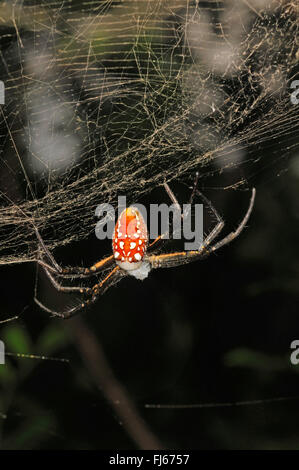 La seta spider, eremita spider (Nephilengys spec.), in una ragnatela, vista da sopra, Nuova Caledonia, Ile des Pins Foto Stock