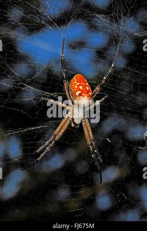 La seta spider, eremita spider (Nephilengys spec.), in una ragnatela, vista da sopra, Nuova Caledonia, Ile des Pins Foto Stock