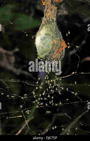 La seta spider, eremita spider (Nephilengys spec.), al di fuori di un bozzolo appena tratteggiato ragni eremita , Nuova Caledonia Ile des Pins Foto Stock