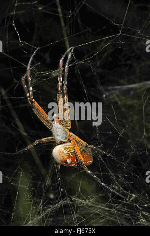La seta spider, eremita spider (Nephilengys spec.), in una ragnatela, Nuova Caledonia, Ile des Pins Foto Stock