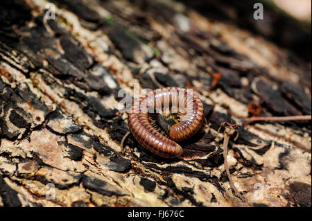 Millepede (Diplopoda spec.), sulla corteccia, Nuova Caledonia, Ile des Pins Foto Stock