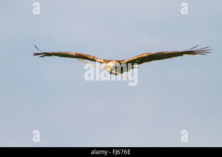 Western Marsh Harrier (Circus aeruginosus), femmina volanti con materiale di nidificazione in bolletta, in Germania, in Baviera, Alta Baviera, Baviera superiore Foto Stock