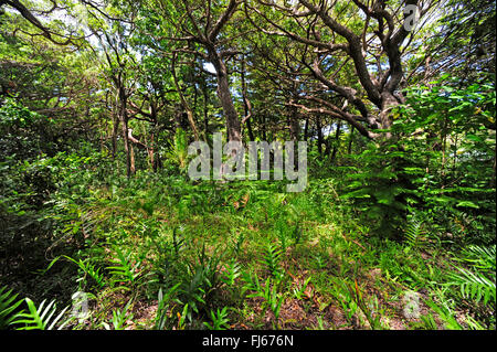 Felci nella foresta pluviale, Nuova Caledonia, Ile des Pins Foto Stock