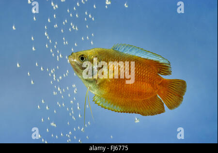 Dwarf gourami, fiamma Gourami (Trichogaster lalius, Colisa lalia), nuoto Foto Stock