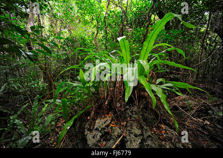 Felci nella foresta pluviale, Nuova Caledonia, Ile des Pins Foto Stock