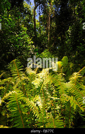 Felci nella foresta pluviale, Nuova Caledonia, Ile des Pins Foto Stock