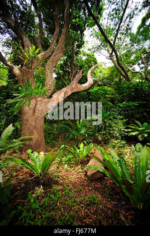 Felci nella foresta pluviale, Nuova Caledonia, Ile des Pins Foto Stock