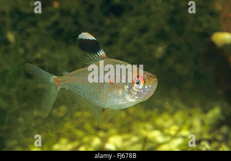 Spurgo-cuore tetra (Hyphessobrycon erythrostigma, Hyphessobrycon rubrostigma), nuoto Foto Stock