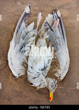 Aringa gabbiano (Larus argentatus), morto gabbiano sulla spiaggia, Paesi Bassi, Nordwijk Foto Stock