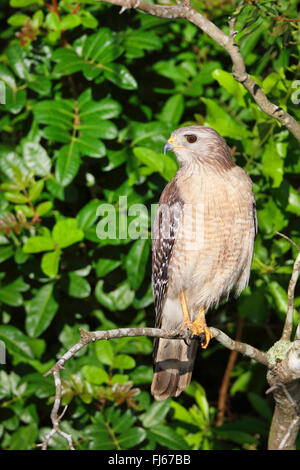 Red-hawk con spallamento (Buteo lineatus), si siede su un albero, STATI UNITI D'AMERICA, Florida, Viera zone umide Foto Stock