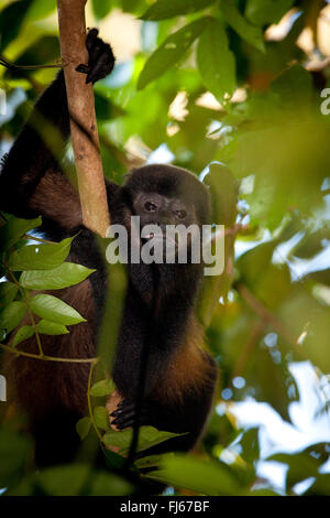 Coiba Howler Monkey, Alouatta coibensis, all'interno della foresta pluviale del parco nazionale di Coiba, oceano Pacifico, provincia del Veraguas, Repubblica di Panama Foto Stock