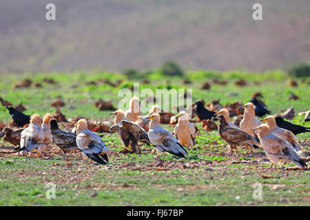 Avvoltoio capovaccaio (Neophron percnopterus), gruppo vicino a kadaver, Isole Canarie Fuerteventura Foto Stock