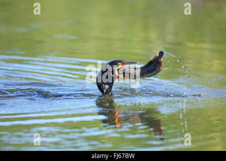 Double-crested cormorano (Phalacrocorax auritus), alimenta un lupo di mare, STATI UNITI D'AMERICA, Florida, Venezia Foto Stock