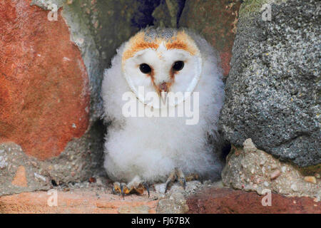 Il barbagianni (Tyto alba), capretti, Germania Foto Stock