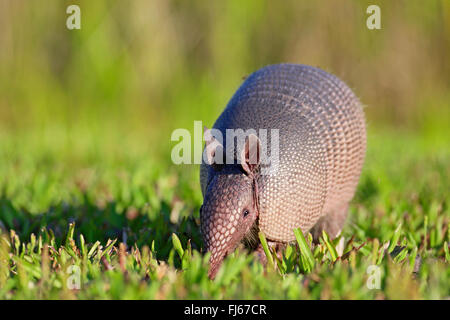 A nove fasce armadillo (Dasypus novemcinctus), sull'alimentazione, STATI UNITI D'AMERICA, Florida, Merritt Island Foto Stock