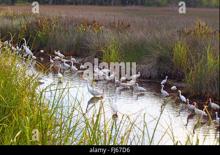 Bianco (ibis Eudocimus albus), sui mangimi unitamente a Snowy Egrets, STATI UNITI D'AMERICA, Florida, Merritt Island Foto Stock