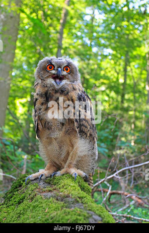 Nord del gufo reale (Bubo bubo), si siede su una pietra di muschio chiamando, Germania Foto Stock