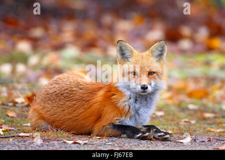 Red Fox (Vulpes vulpes vulpes), giacente in corrispondenza di strada, Canada, Ontario, Algonquin Provincial Park Foto Stock