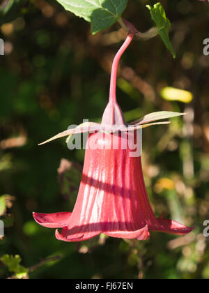 Canarina canariensis, Canarie campanula, bellissimo rosso arancio fiori di scrambling endemica delle Isole Canarie Spagna Foto Stock