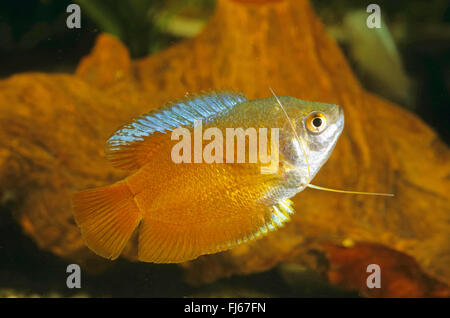 Dwarf gourami, fiamma Gourami (Trichogaster lalius, Colisa lalia), nuoto Foto Stock