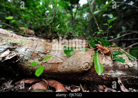 Re cricket (Anostostomatidae), long-cornuto grasshopper seduti su un giacente sul suolo della foresta branch, Nuova Caledonia, Ile des Pins Foto Stock