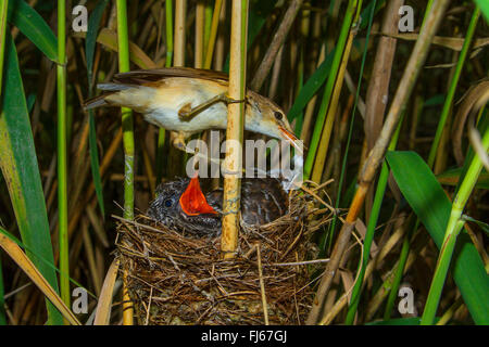 Eurasian cuculo (Cuculus canorus), reed trillo con dodici giorni di età giovane cuculo nel nido, in Germania, in Baviera, Alta Baviera, Baviera superiore Foto Stock