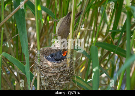Eurasian cuculo (Cuculus canorus), reed trillo alimentando una 5 giorni di età giovane cuculo nel nido, in Germania, in Baviera, Alta Baviera, Baviera superiore Foto Stock