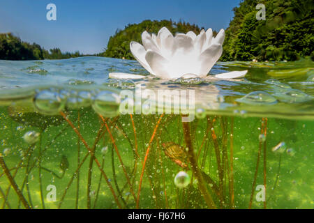 Ninfea bianca, white pond lily (Nymphaea alba), Blossom, split-level-picture, in Germania, in Baviera, Langbuergener vedere Foto Stock