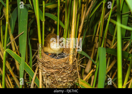 Eurasian cuculo (Cuculus canorus), reed trillo raccolta sotto le ali a sei giorni di età giovane cuculo nel nido, in Germania, in Baviera, Alta Baviera, Baviera superiore Foto Stock