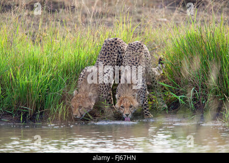 Ghepardo (Acinonyx jubatus), due ghepardi bere fianco a fianco in un fiume, Kenia Masai Mara National Park Foto Stock