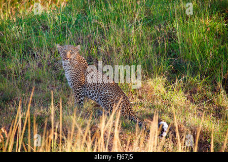 Leopard (Panthera pardus), siede su erba, Kenia Masai Mara National Park Foto Stock