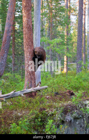 Wolverine (Gulo gulo), salendo su un tronco di albero e guardando verso il basso, Finlandia, Kajaani Regione Kuhmo, Kuikka Foto Stock