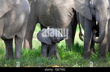 Elefante africano (Loxodonta africana), baby elephant nella mandria, Sud Africa Foto Stock