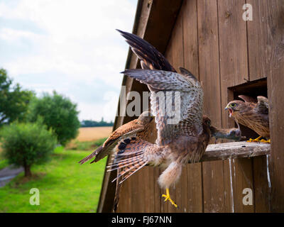 Unione gheppio, Eurasian gheppio, Vecchio Mondo gheppio, comune gheppio (Falco tinnunculus), giovani gheppi sono alimentati con un mouse da un adulto, in Germania, in Renania settentrionale-Vestfalia Foto Stock