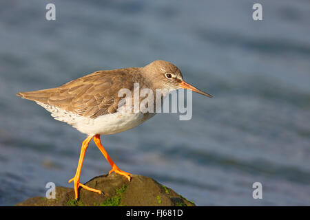 Comune (redshank Tringa totanus), stand su una pietra in acqua, piumaggio invernale, Paesi Bassi, Frisia Foto Stock