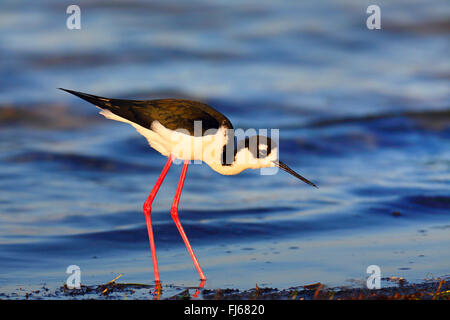Nero-colli (stilt Himantopus mexicanus), sull'alimentazione sulla riva, STATI UNITI D'AMERICA, Florida, Merritt Island Foto Stock