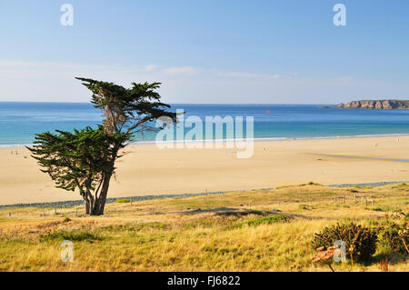 Italian cipresso (Cupressus sempervirens), singola boccola sulla spiaggia in Bretagna, Francia, Bretagna DÚpartement C¶tes-dAEArmor, Erquy Foto Stock