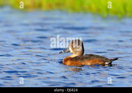 Anello-neched anatra (Aythya collaris), nuoto femminile, Isole Canarie Fuerteventura Foto Stock