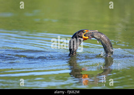 Double-crested cormorano (Phalacrocorax auritus), alimenta un lupo di mare, STATI UNITI D'AMERICA, Florida, Venezia Foto Stock