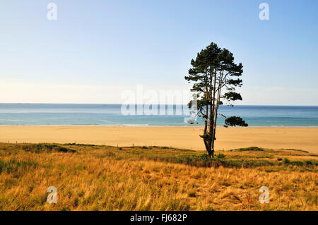 Italian cipresso (Cupressus sempervirens), unica struttura sulla spiaggia in Bretagna, Francia, Bretagna DÚpartement C¶tes-dAEArmor, Erquy Foto Stock