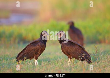 American avvoltoio nero (Coragyps atratus), truppa siede sulla terra, USA, Florida, Myakka RSP Foto Stock