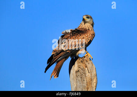 Nibbio reale (Milvus milvus), si siede su un palo di legno, Germania Foto Stock