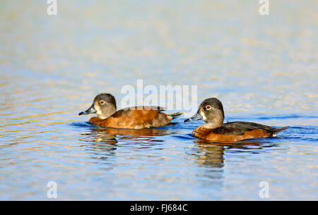 Anello-neched anatra (Aythya collaris), due femmine di nuoto, Isole Canarie Fuerteventura Foto Stock