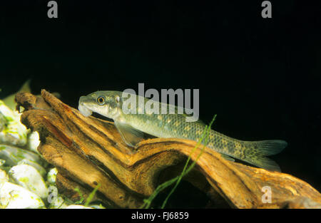 Ventosa di miele, aspirando Loach, Cinese mangiatore di alghe (Gyrinocheilus aymonieri, Psilorhynchus aymonieri), su ciascuno di deadwood Foto Stock