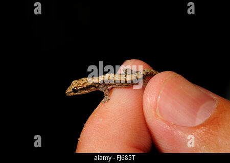 Lutto Gecko (Lepidodactylus lugubris), su un dito, laterali, Nuova Caledonia, Ile des Pins Foto Stock