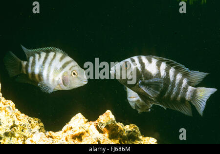 Zebra cichlid, Convict Cichlid (Archocentrus nigrofasciatus, Amatitlania nigrofasciata, Archocentrus nigrofasciatus, Cichlasoma nigrofasciatum, Cryptoheros nigrofasciatum), tre cichlids Zebra Foto Stock