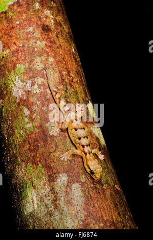 Sauvage's Bavayia, Sauvage è di nuovo Caledonian Gecko (Bavayia sauvagii), su un tronco di albero, vista da sopra, Nuova Caledonia, Ile des Pins Foto Stock