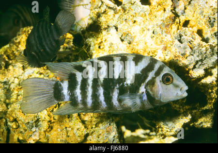 Zebra cichlid, Convict Cichlid (Archocentrus nigrofasciatus, Amatitlania nigrofasciata, Archocentrus nigrofasciatus, Cichlasoma nigrofasciatum, Cryptoheros nigrofasciatum), nuoto Foto Stock