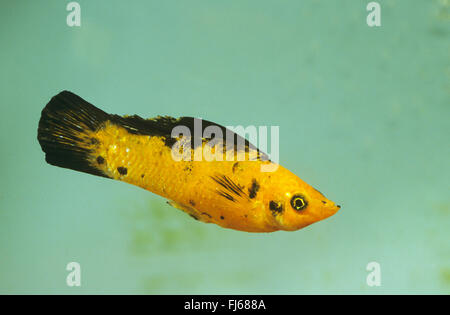 Giant sailfin molly, vela-fin molly, rosso sailfin molly, Yucatan Molly (Poecilia velifera, Mollienesia velifera), nuoto Foto Stock